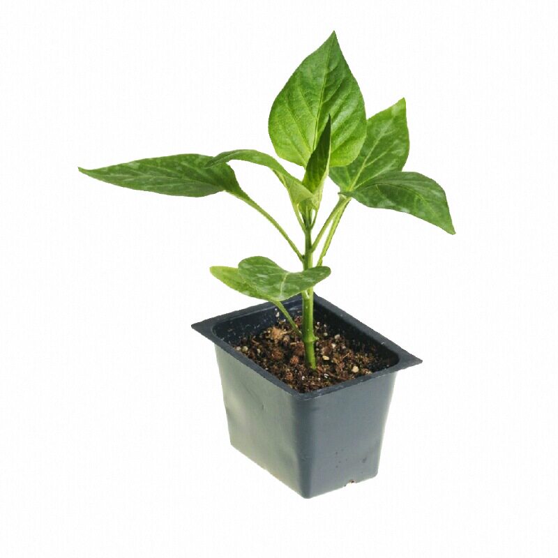 又香又辣大果螺丝椒秧苗带土球巨型陇椒青椒辣椒种子四季盆栽寿光