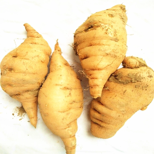 焦作怀鲜地生地黄500克正宗中药材地黄种子鲜怀生地新生地黄地黄