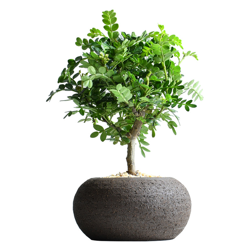 清香胡椒木绿植桌面迷你盆栽室内净化空气植物阳台驱蚊草花卉盆景