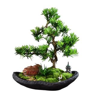 罗汉松盆景造型树庭院老桩中式办公室客厅室内植物观赏大盆栽绿植