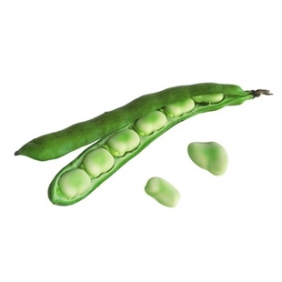 蚕豆种子特大高产糯米蚕豆种籽七星罗汉豆胡豆耐寒秋冬季蔬菜种孑