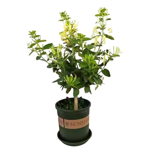 金银花树苗食用树形四季浓香型黄白盆栽老桩爬藤植物阳台庭院绿植