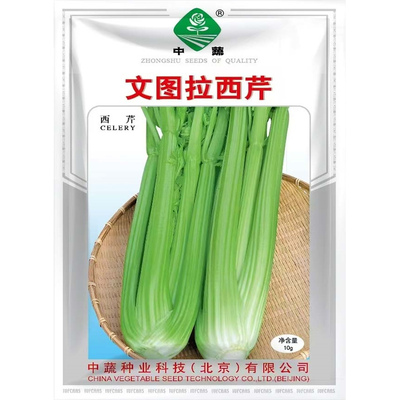 中蔬文图拉西芹种子大田
