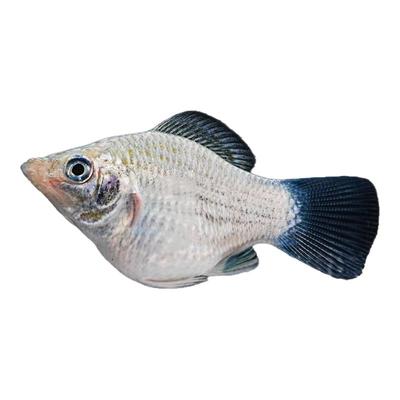 四色玛丽球奶牛鱼胎生鱼