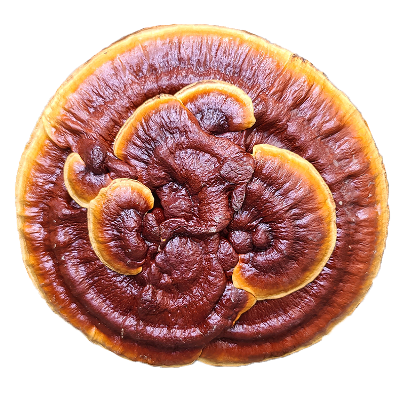 赤灵芝观赏风水摆件盆景装饰