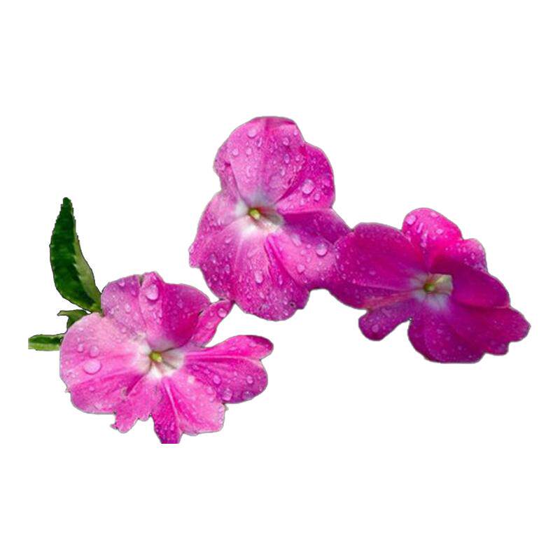 凤仙花种子种籽混色指甲花景观绿化盆栽庭院花种籽子四季播种耐旱