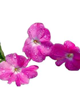 耐半阴凤仙花种子混色耐旱四季
