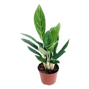 白雪公主盆栽白马王子万年青花卉室内客厅桌面四季常青绿植易养护