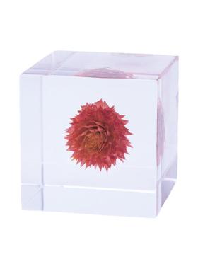 千日红创意标本礼物送孩子