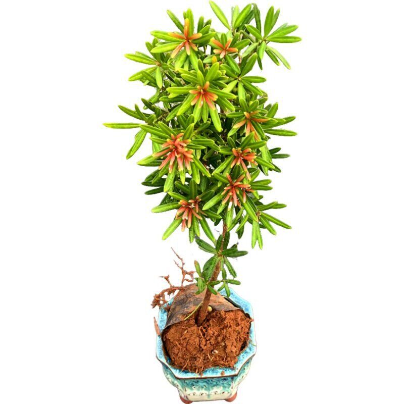 大红大紫品种紫红色芽紫真趣罗汉松紫金松绿植鲜花卉盆栽树苗盆景