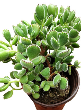 绿植熊童子带盆土超大颗多肉植物