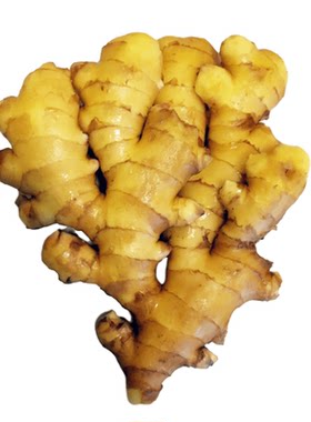 山东特产大姜生姜大块整现挖带泥