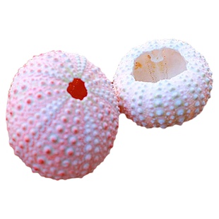 天然海胆壳空气凤梨植物底座花架无土绿植盆景室内桌面摆件装饰壳