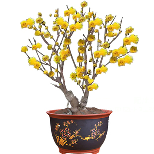 腊梅品种大全素心贵妃檀香磬口虎蹄金葵盆栽耐寒树苗冬天开花浓香