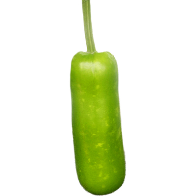 早熟高产耐热蒲瓜蔬菜种子