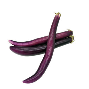 日本经典长茄茄子种子种籽苗秧黑紫色特长超长特大蔬菜四季孑秧苗