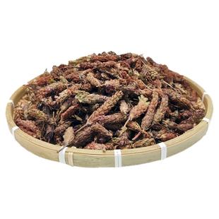 四川野生夏枯草晒干夏枯球泡茶非中药材草药灯笼草整棵带杆夏枯草