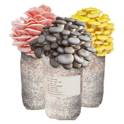 新鲜阳台蘑菇种植包趣味食用菌