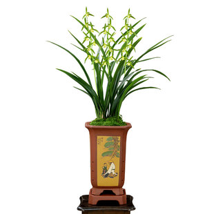 翁源兰花喜花里老种墨兰白墨企黑带花浓香型室内外好易养绿植花卉