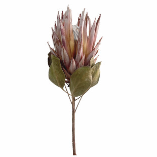 侘寂风永生花轻奢进口帝王花干花花束客厅摆设真花风干天然装饰