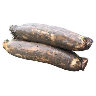 湖北正宗洪湖粉藕莲藕新鲜煲汤现挖糯米桂花藕农家特产蔬菜圆通