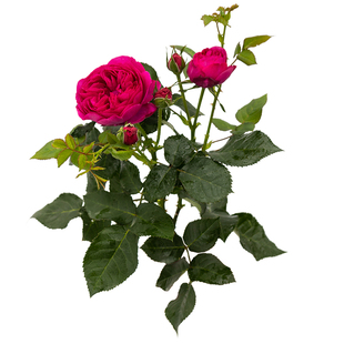 天狼月季 慈萱 自育月季玫瑰 多季浓香灌木月季盆栽苗敬献母亲