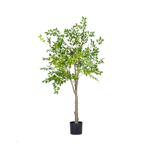 榆钱树苗可食用小叶榆树绿化工程大树苗榔榆树地栽庭院风景树盆景