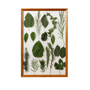 落叶相框摆台装饰捡秋变色树叶diy秋天叶子收集植物标本画框挂墙