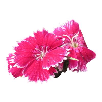 四季易活五彩石竹种子观赏花卉