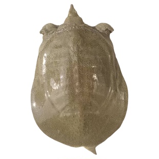 外塘青背大公甲鱼野外生态鲜活活体10年中华鳖水鱼老鳖王八食用