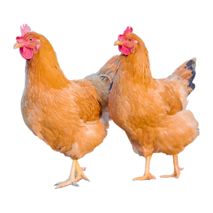 杨博士皖南土鸡正宗老母鸡老鸭孕妇月子鸡新鲜3只组合任选套餐