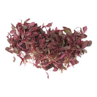 【沁蕊】新鲜火红苗 斯卡纳苗1盒 约5-10g 西餐摆盘装饰安曼红苗