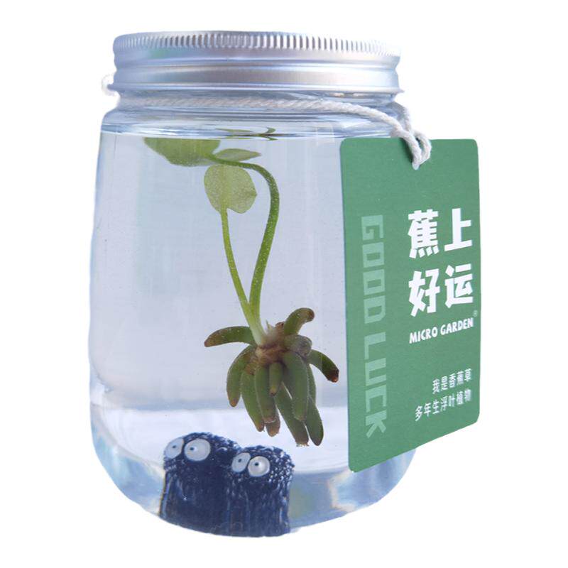 microgarden水草生态瓶懒人植物