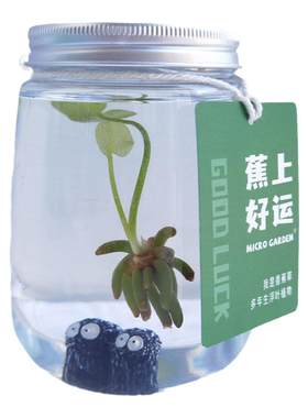 microgarden水草生态瓶懒人植物