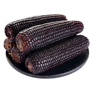 东北特产黑糯玉米棒新鲜采摘粗粮代餐软糯香甜黏嫩轻食代餐苞米棒