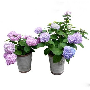 天照艾丽光云球晴天蓝宝石进口肯尼亚绣球花苗盆栽带花苞四季开花