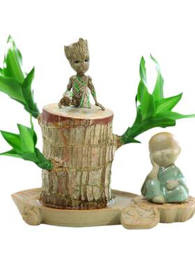 巴西木水养幸运开花绿植室内