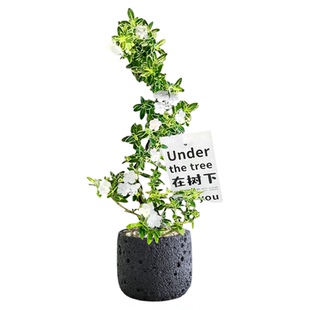 六月雪盆景小盆栽老桩四季常青茶几摆件绿植花卉客厅办公室内耐寒