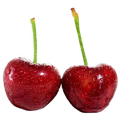 美早大樱桃现摘大连国产