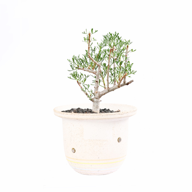 实生鹿角没药芳香观叶盆景绿植
