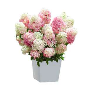 万华镜进口有松落三河千鸟室绣球花苗大花外阳台易种庭院花卉盆栽