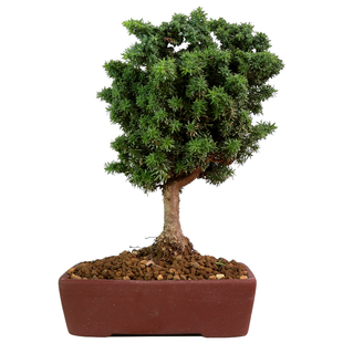 石化桧雅日本进口品种小微盆景掌上绿植盆栽办公室茶桌面庭院客厅