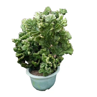 多肉植物玉麒麟盆栽植物花卉仙人掌麒麟掌室内彩麒麟盆栽客厅阳台