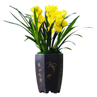 超香型四季兰花苗【黄金美人】夏带花苞浓香大花朵花卉绿植盆栽