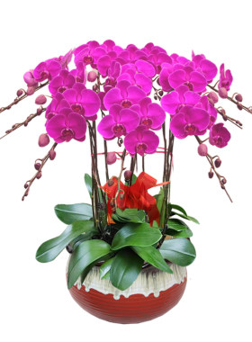 兰花盆栽高端花卉同城礼品开花