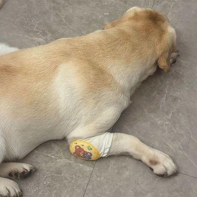 拉布拉多专用狗狗护肘衣关节保护套护膝袖套大型犬金毛边牧萨摩耶