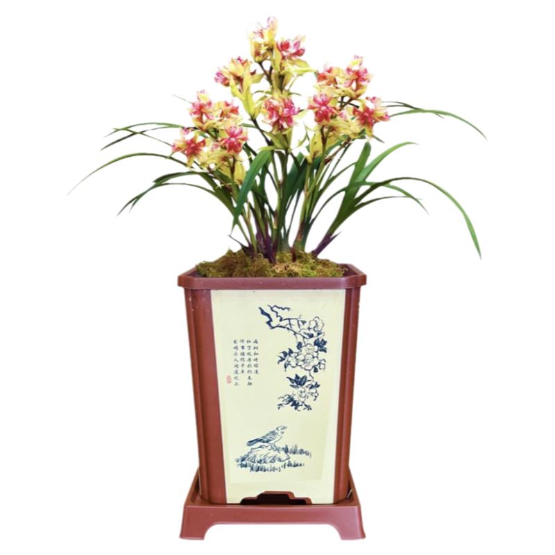 建兰富山奇蝶多舌多瓣奇花