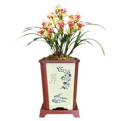 建兰富山奇蝶多舌多瓣奇花