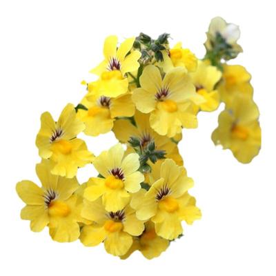 苏城花园龙面花盆栽苗阳台