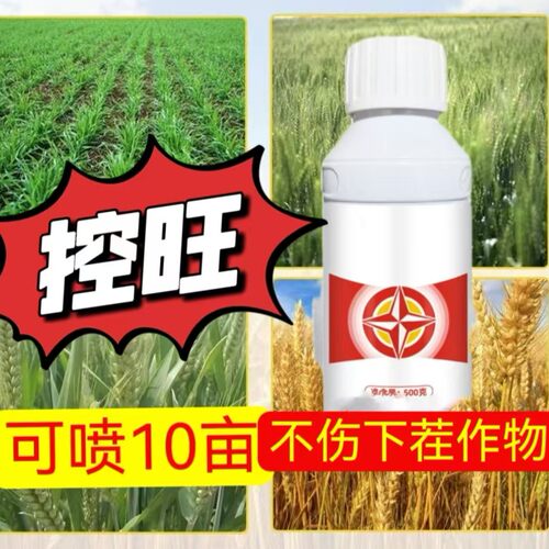 小麦控旺 抗倒  促根  壮杆  多花   多果
